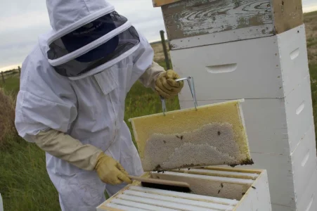 bees are sweet.webp