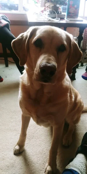 Dog.webp
