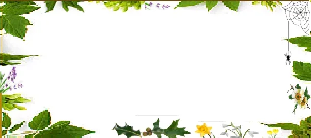 green-bdr6spiderflowers.webp