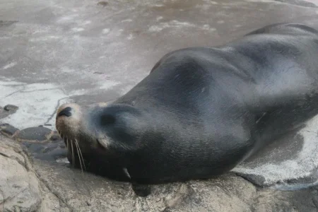 sealions.webp