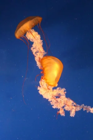 jellyfish.webp