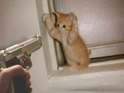 Kitten_and_gun.webp