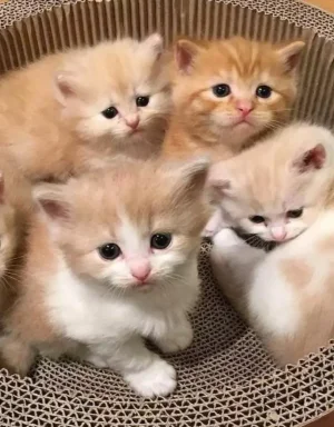 4 kittens.webp