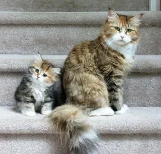 Big kitty and little kitty.webp