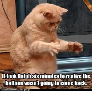 Balloon is not coming back.webp