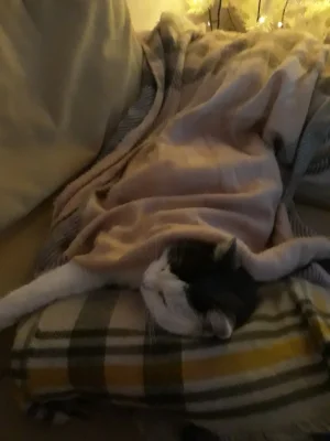 smokeycomfy.webp