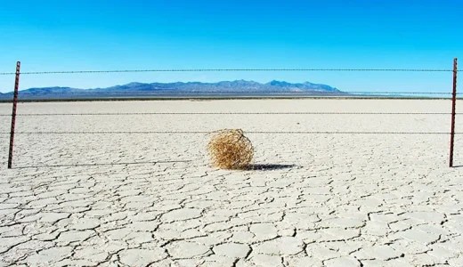 tumbleweed.webp
