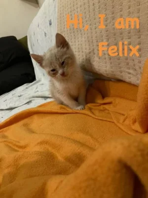 Felix.webp