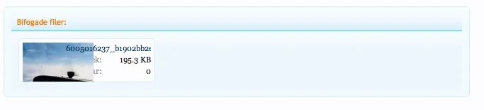 bug.webp