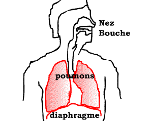 diaphragme.gif