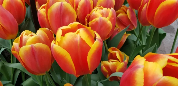 20190406_151749.webp