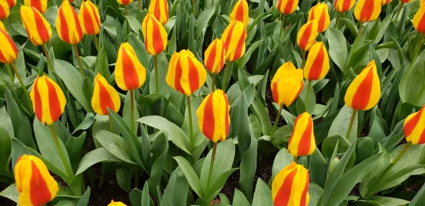 20190406_162055.webp