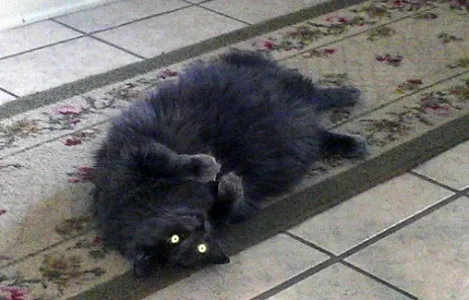 bubby.webp