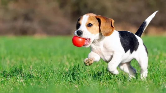cane-che-cioca-palla.webp cane-che-cioca-palla.webp