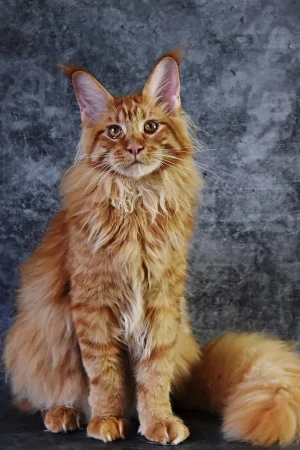 maine-coon-verticale.webp