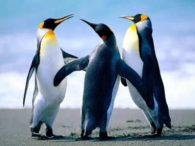 Penguins.webp