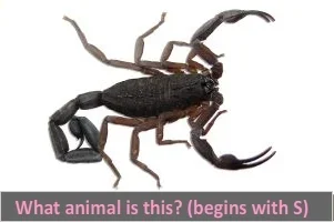 scorpion.webp