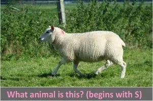 sheep.webp