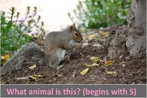 squirell.webp