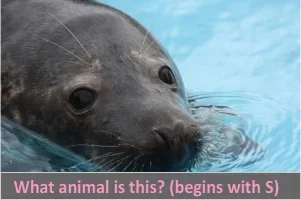 seal.webp