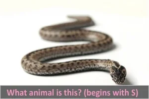 snake.webp