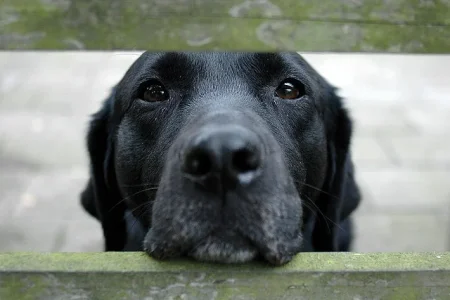 Boomer.webp