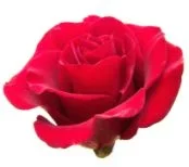 rose.webp