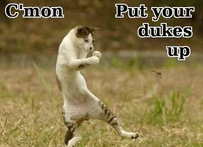 Cmon_PutUpYourDukes[1].webp