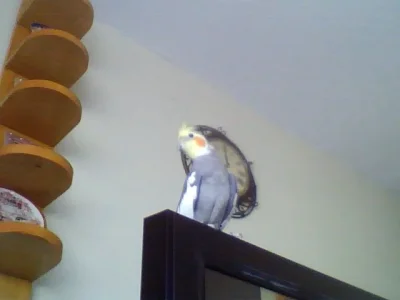 picture005.webp