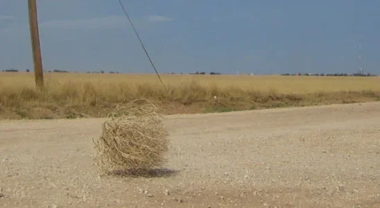Tumbleweed_rolling_2.webp