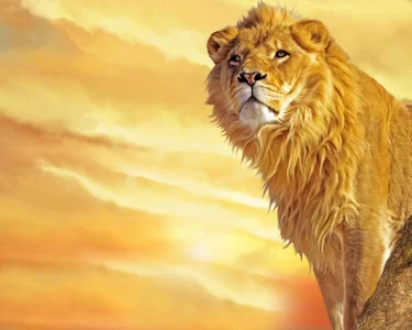 Lion wallpaper.webp