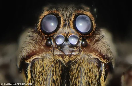 spider.webp