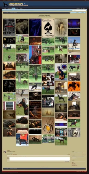 Album  Andromeda Dobermann   Doberman Chat Forum  Talk About Doberman Pinschers.webp