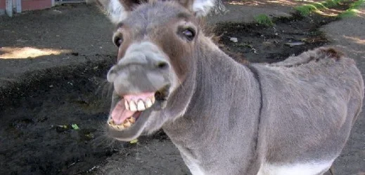 Assume-Donkey-519x250.webp