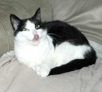 Mischief (2).webp