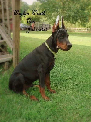 Daemonpuppypic.webp