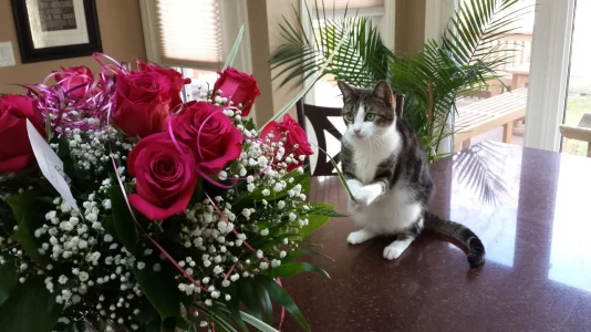 Willey With Flower.webp