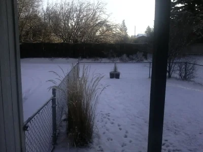 Snow 1.webp