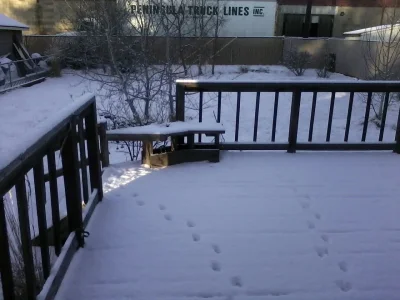 Snow 2.webp