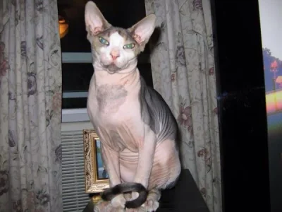 image.webp