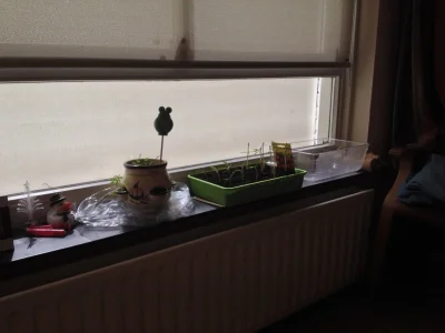 moestuin.webp