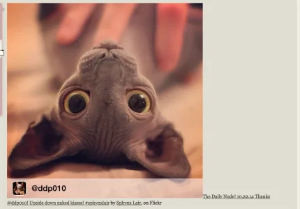 Screen Shot 2014-11-06 at 5.11.50 AM.webp