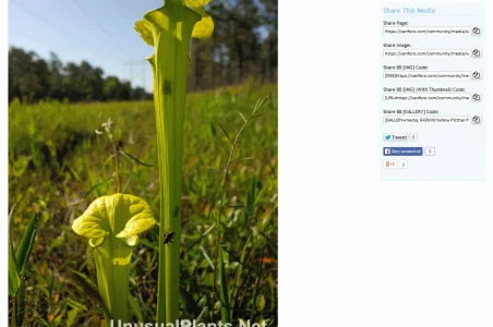 imageview.webp