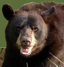 bear.webp