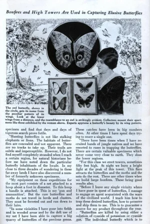 butterfly4.webp