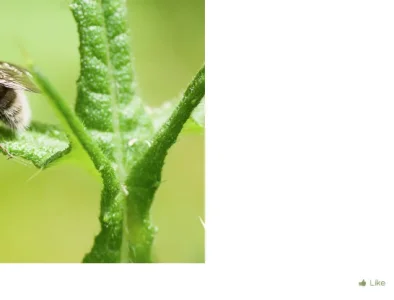 forum.webp