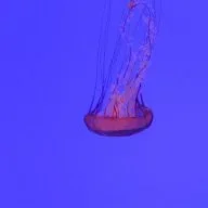 GeoHD_