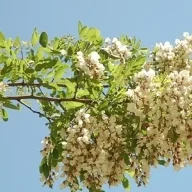 luuthuygiang466