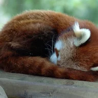 rEDGUY