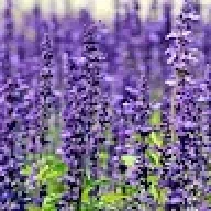 Lavenderflower